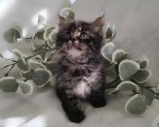 Chaton Sibérien Hypoallergénique - Photo 4
