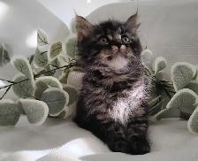 Chaton Sibérien Hypoallergénique - Photo 5