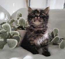 Chaton Sibérien Hypoallergénique - Photo 6