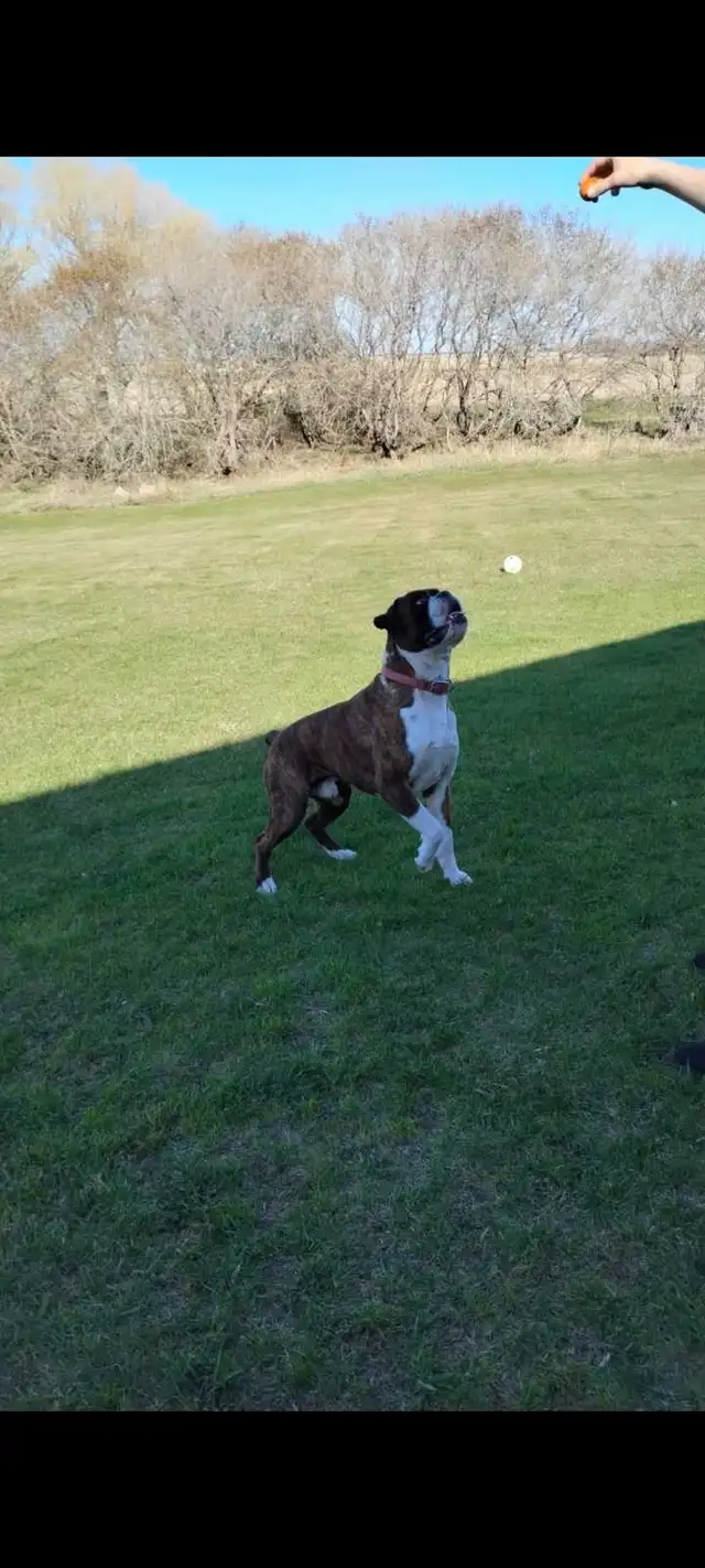 Purebred Boxer Puppies