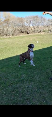 Purebred Boxer Puppies