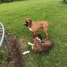 Purebred Boxer Puppies - Photo 2