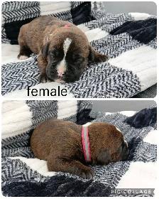 Purebred Boxer Puppies - Photo 3
