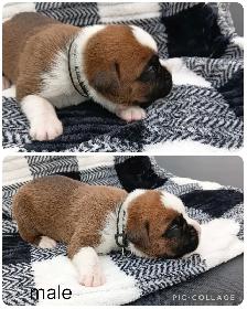 Purebred Boxer Puppies - Photo 4