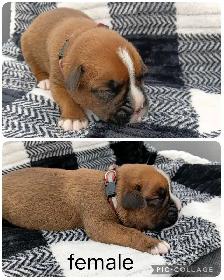 Purebred Boxer Puppies - Photo 5