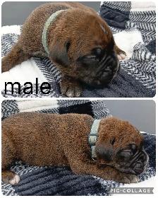 Purebred Boxer Puppies - Photo 6