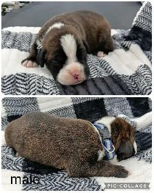 Purebred Boxer Puppies - Photo 7