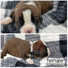 Purebred Boxer Puppies - Photo 8