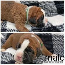 Purebred Boxer Puppies - Photo 9