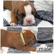 Purebred Boxer Puppies - Photo 10