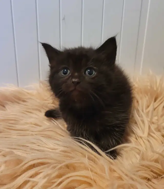 Beautiful kitten READY TO GO