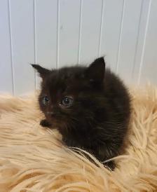 Beautiful kitten READY TO GO - Photo 2