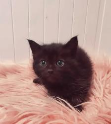 Beautiful kitten READY TO GO - Photo 3