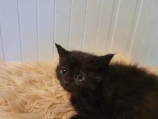 Beautiful kitten READY TO GO - Photo 4