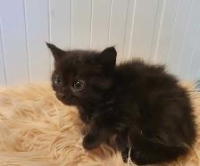 Beautiful kitten READY TO GO - Photo 5