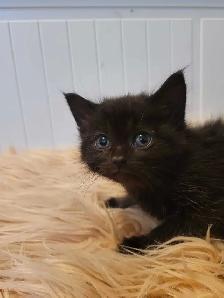 Beautiful kitten READY TO GO - Photo 6