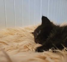 Beautiful kitten READY TO GO - Photo 7