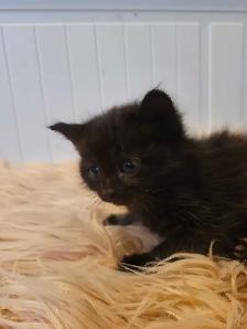Beautiful kitten READY TO GO - Photo 8