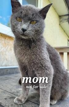Beautiful kitten READY TO GO - Photo 9