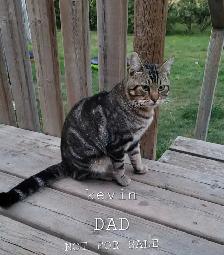 Beautiful kitten READY TO GO - Photo 10