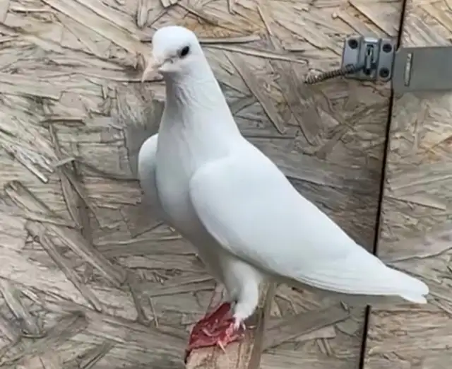 Malwai Indian pigeon