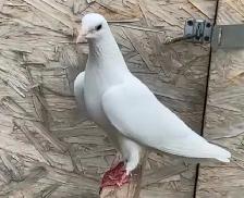 Malwai Indian pigeon