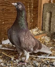 Malwai Indian pigeon - Photo 3