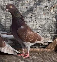 Malwai Indian pigeon - Photo 4