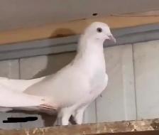 Malwai Indian pigeon - Photo 5