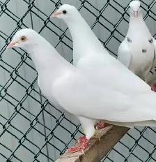 Malwai Indian pigeon - Photo 6