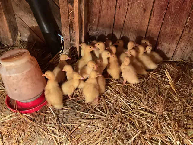 Ducklings