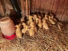 Ducklings
