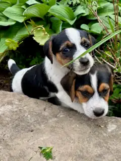 Two litters of Jack Russell puppies