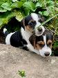 Two litters of Jack Russell puppies