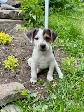 Two litters of Jack Russell puppies - Photo 2