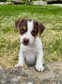 Two litters of Jack Russell puppies - Photo 3