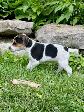 Two litters of Jack Russell puppies - Photo 4
