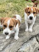 Two litters of Jack Russell puppies - Photo 5