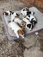 Two litters of Jack Russell puppies - Photo 6