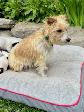 Two litters of Jack Russell puppies - Photo 7