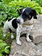 Two litters of Jack Russell puppies - Photo 8
