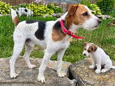 Two litters of Jack Russell puppies - Photo 9