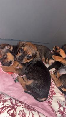 pug/dachshund puppies - Photo 7