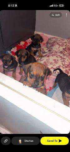 pug/dachshund puppies - Photo 9