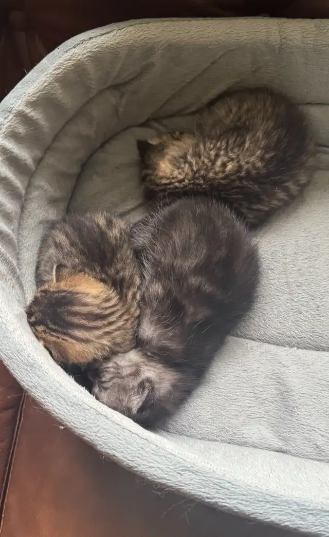 kitten Rehoming for Free