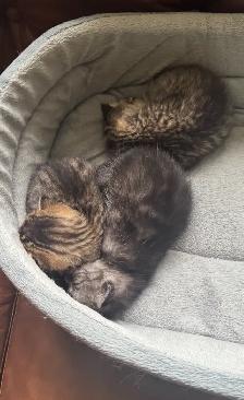 kitten Rehoming for Free