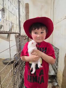 kitten’s for sale - Photo 2