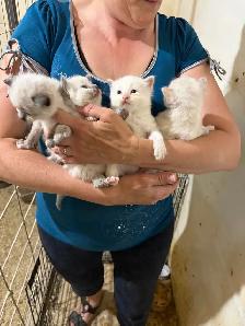 kitten’s for sale - Photo 3