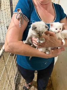 kitten’s for sale - Photo 4