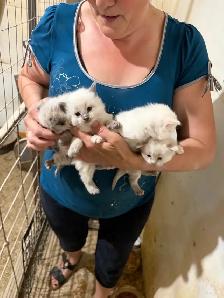 kitten’s for sale - Photo 5
